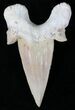 Well Preserved Otodus Shark Tooth Fossil #21738-1